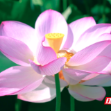 视频 | 临武万水：百亩荷花竞绽放