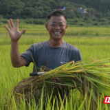 安仁熊峰村：生平米业送“保险”500亩早稻喜赚35万元