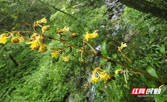 桂东又添“新成员”——直立山珊瑚