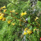 桂东又添“新成员”——直立山珊瑚