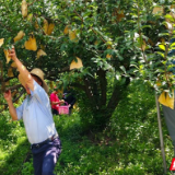 桂东新坊：黄金柰李甜如蜜