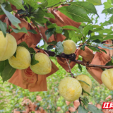 初秋汝城：果香稻浪绘丰年