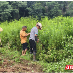 宜章县长村乡：精细管护助力地参丰产“地下宝藏”助力乡村振兴