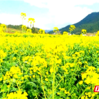 桂东县：科技赋能与农旅融合的双重奏