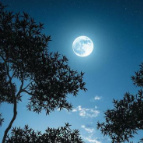 诗歌 | 月夜独白