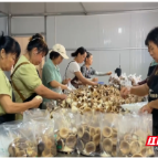 嘉禾县：闲置土地焕新生 小蘑菇撑起乡村振兴大产业