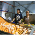桂阳县：科技赋能“智慧养鸡” 乡村振兴再添新引擎