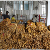 宜章县赤石乡：烤烟收购有序推进 “金叶”助农增收