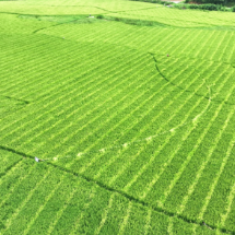 宜章县杨梅山镇平和洞：水稻制种“赶花”忙