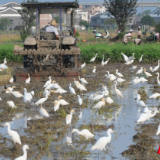 安仁：耕田机“犁”出一幅白鹭欢歌伴舞和谐画