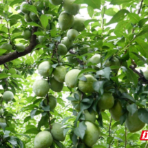 临武县：柰李飘香产业兴 错峰上市促增收