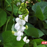 桂东“相心豆”——一颗花豆承载的致富梦与千年相思