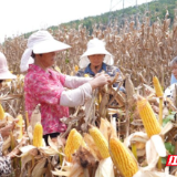 临武汾市：土地“轮班干” 一地双收粮豆满仓