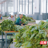 桂东县清泉镇：“红纽带”聚力产业新动能