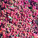 桂东花椒：百元身价炼就致富“金钥匙”