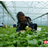 宜章县：蔬菜大棚  四季生“金”