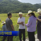 视频 | 北湖区：粮食生产示范片丰收在望
