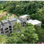 宜章县:抬头见“喜树” 果实挂满枝