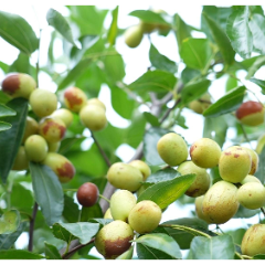 临武县:脆枣迎丰收 错时覆膜延长“甜蜜期”