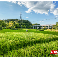 安仁县:智慧灌溉润良田 科学用水稳丰收