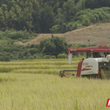 北湖区：机械化收割促增效 政策技术双护航