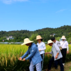 苏仙区召开2025年优质中稻新品种适应性展示现场观摩会