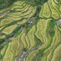 宜章县13.9万亩中稻迎丰收