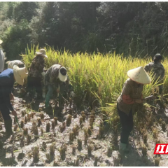 桂东县寨前镇:稻谷满仓 村务员互助显真情