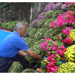 临武县滴水源景区:“以菊为媒”迎双节