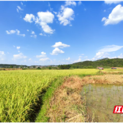 嘉禾县坦坪镇:万亩稻田迎丰收 科技赋能粮满仓