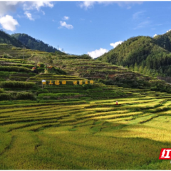 桂东县:党建“红引擎” 禾坪“绿富美”