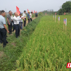 安仁县：明年粮食种什么  田间算出“明白帐”