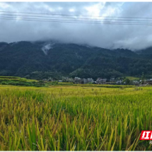 桂东大塘：党建红与稻花香的合奏