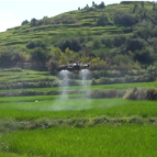 临武县为3万亩水稻喷施“防护剂”阻隔重金属