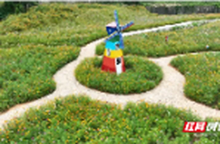 组图 | 宜章县西岭村：格桑花开乡村美