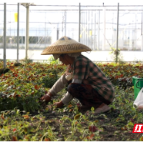 北湖区推行“五新同步”模式 绿色蔬菜直供湾区餐桌