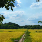 苏仙区:秸秆粉碎还田“生态包袱”变“绿色财富”