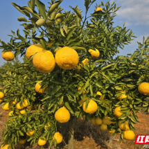 桂阳县：黄金贡柚采摘忙 乡村振兴“柚”添“丰”景