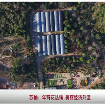 苏仙区：年宵花热销 美丽经济升温