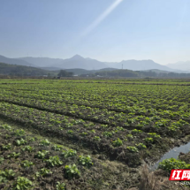 桂阳县：农技下乡“把脉问诊” 护航油菜温暖越冬