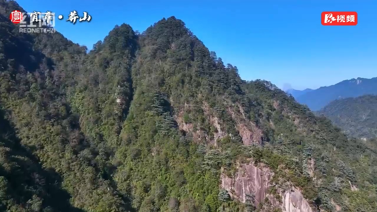 冬日莽山华南五针松“青绿”绘就秘境
