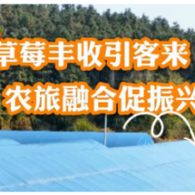 视频 | 草莓丰收引客来 农旅融合促振兴