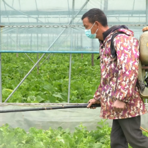 护航“菜篮子”！农技人员深入田间开“御寒”良方