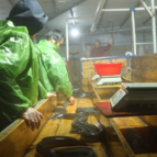 资兴鳗鱼养殖基地：自动化赋能产销两旺 助力现代渔业高质量发展