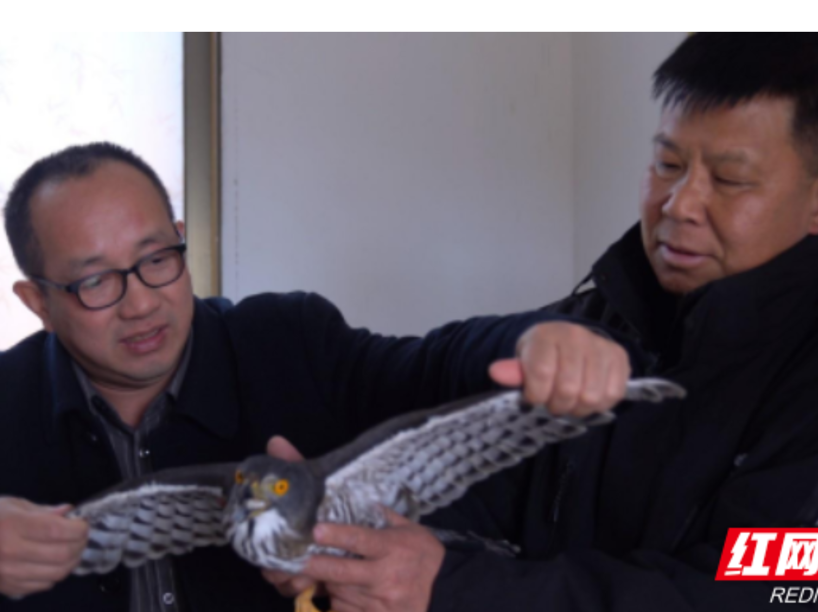 松雀鹰回家!临武县成功救助国家二级保护动物并放归自然