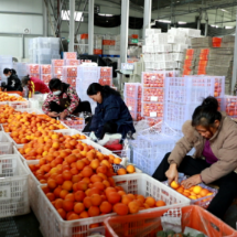 宜章脐橙首次出口马来西亚 开启国际市场新篇章