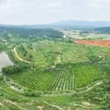 非凡十四五 | “神农药都” 药香漫溢 安仁县绘就“药香满园、产业兴城”的发展画卷