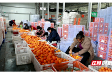 宜章脐橙首次出口马来西亚