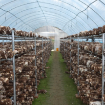 宜章县里田镇东山村:小香菇铺就乡村致富路