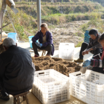 宜章县里田镇:羊肚菌“加餐补能” 特色产业绘就致富图景